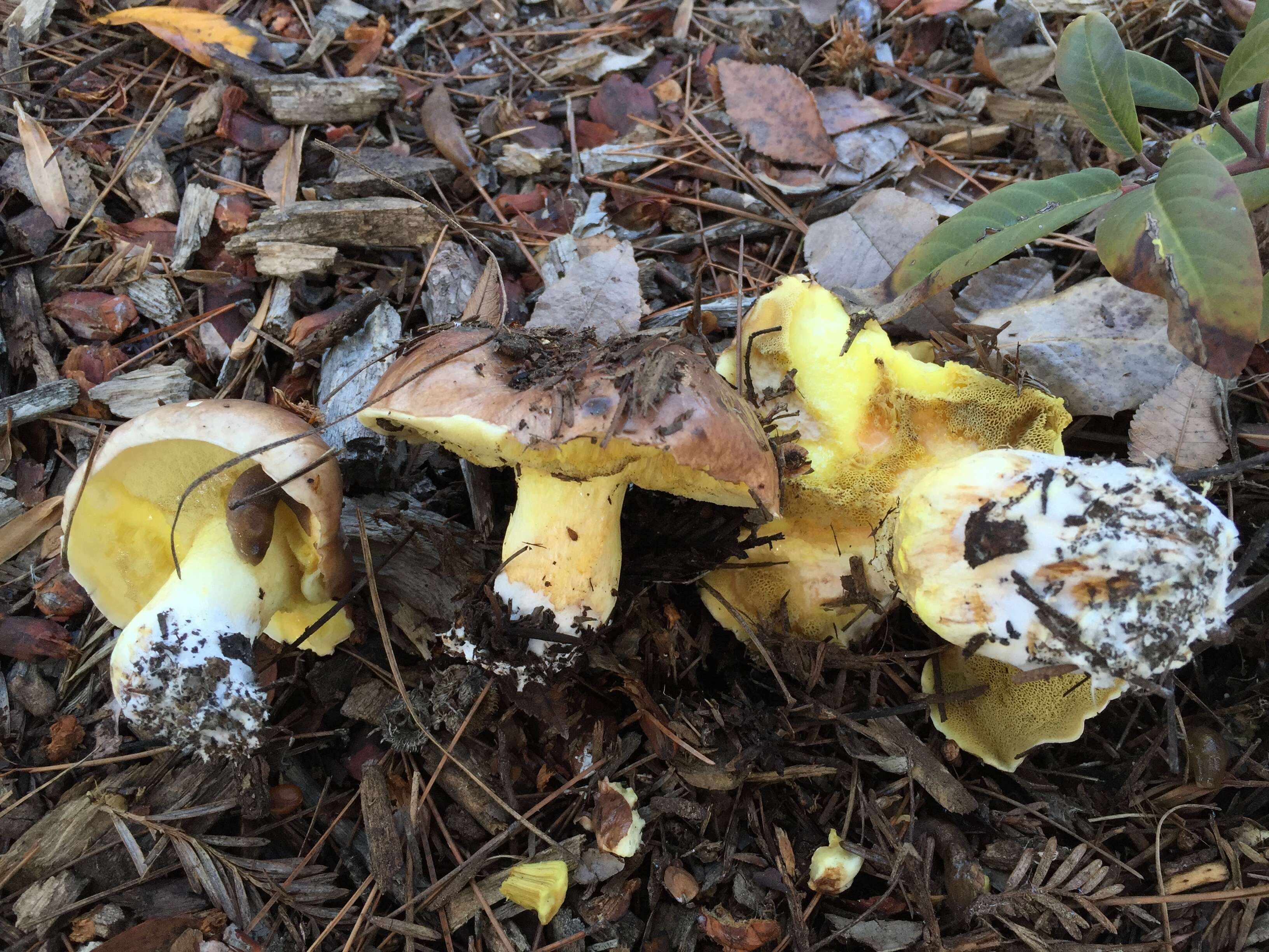 Image of Suillus quiescens T. D. Bruns & Vellinga 2010