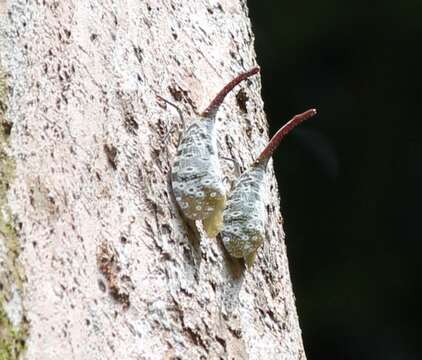 Image of Pyrops oculatus (Westwood 1838)