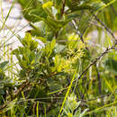Sivun Searsia pyroides var. integrifolia (Engl.) Moffett kuva