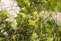 Image of Searsia pyroides var. integrifolia (Engl.) Moffett