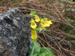 Image of Calceolaria parviflora Gill. ex Benth.