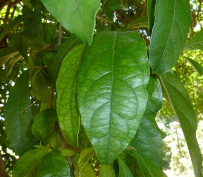 Image of Combretum kraussii Hochst.