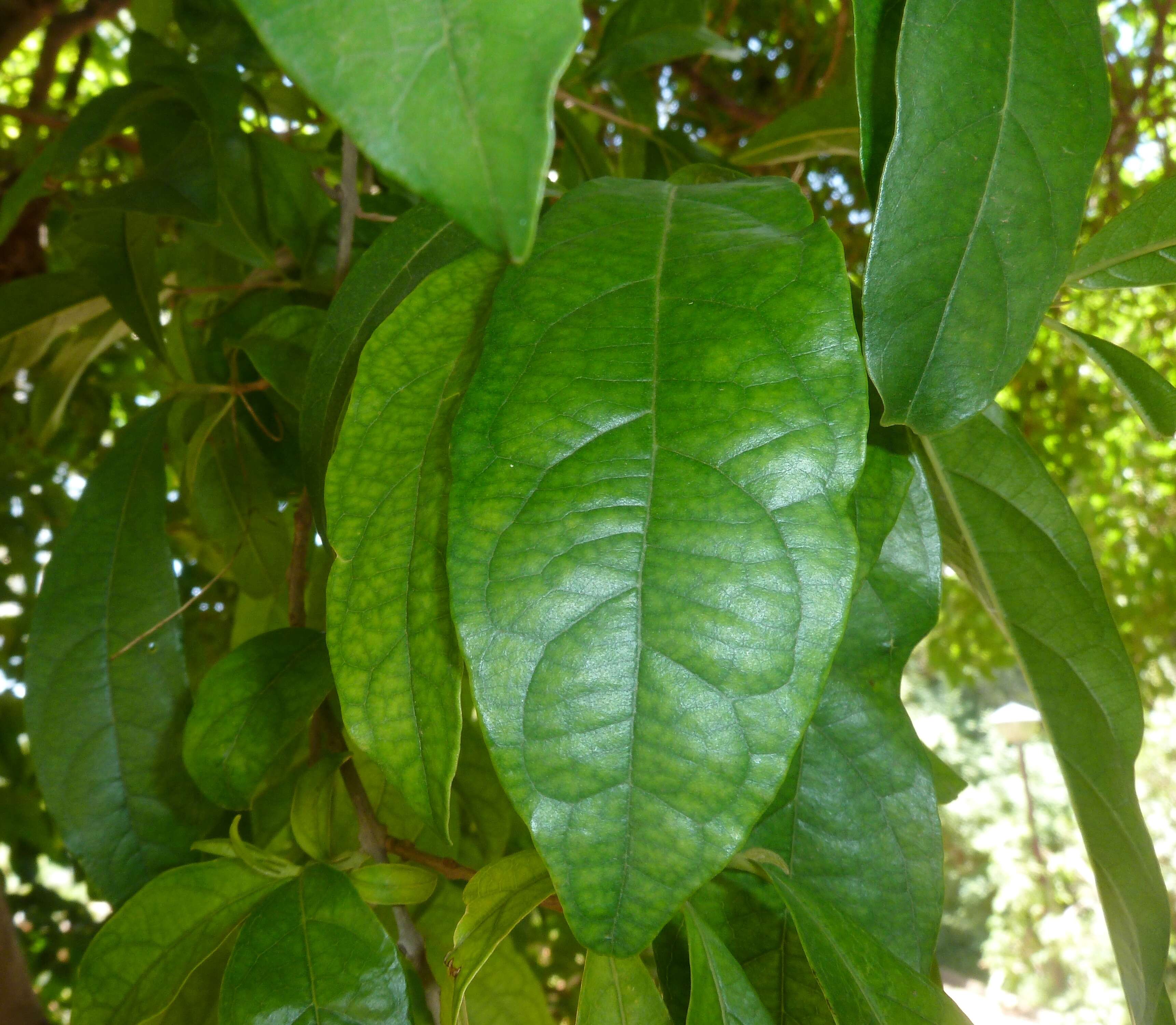 Image de Combretum kraussii Hochst.