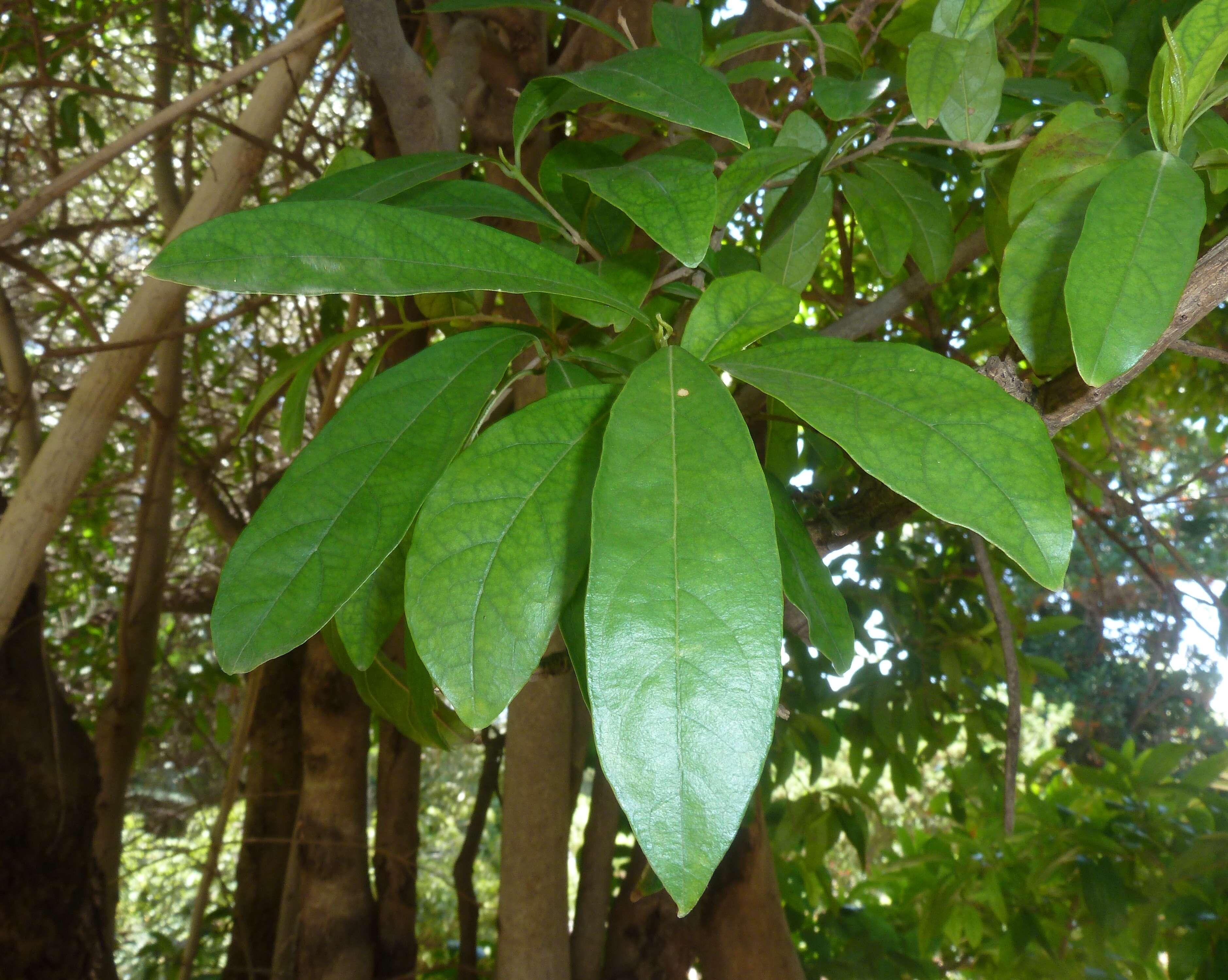 Image of Forest bushwillow