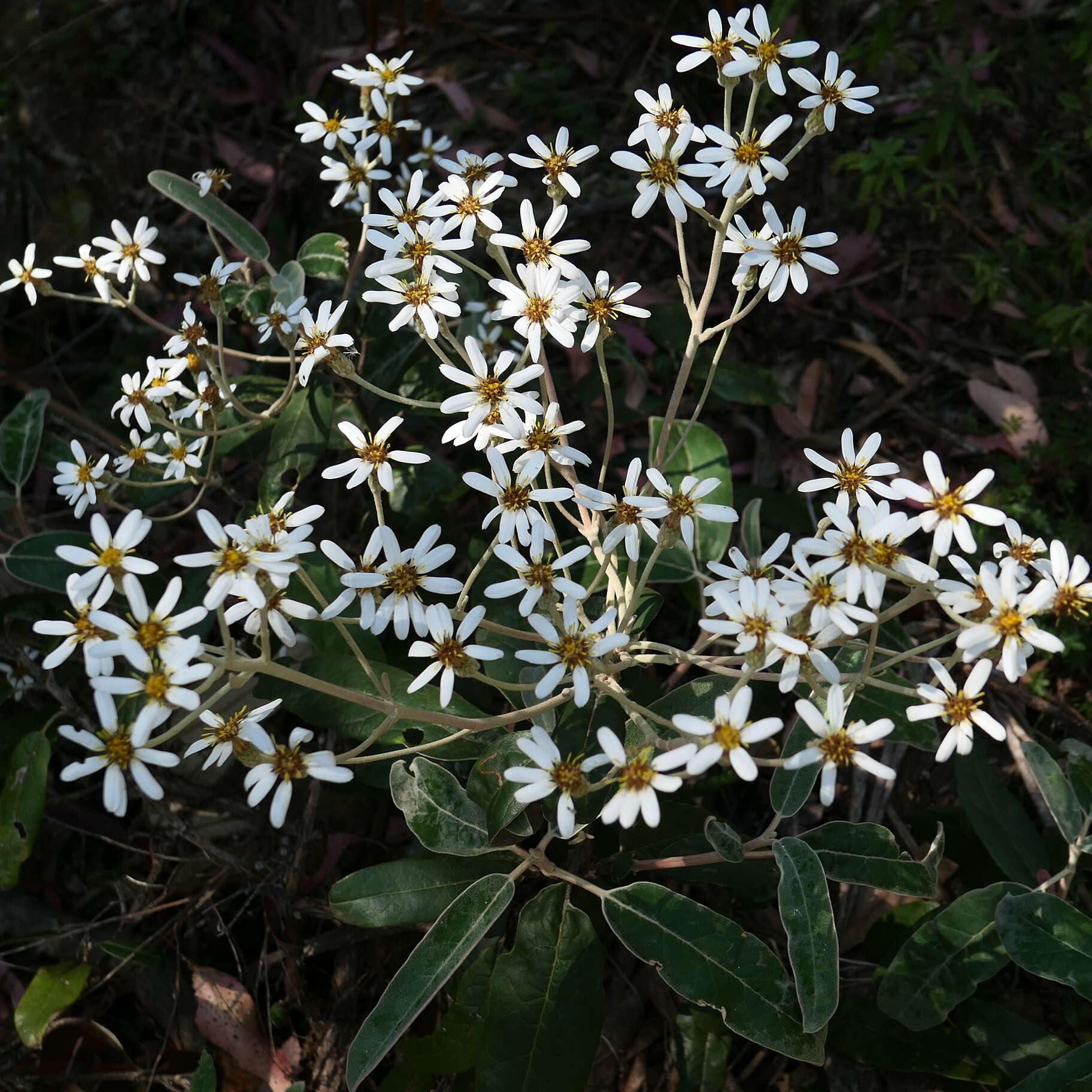 Olearia megalophylla (F. Müll.) F. Müll. resmi