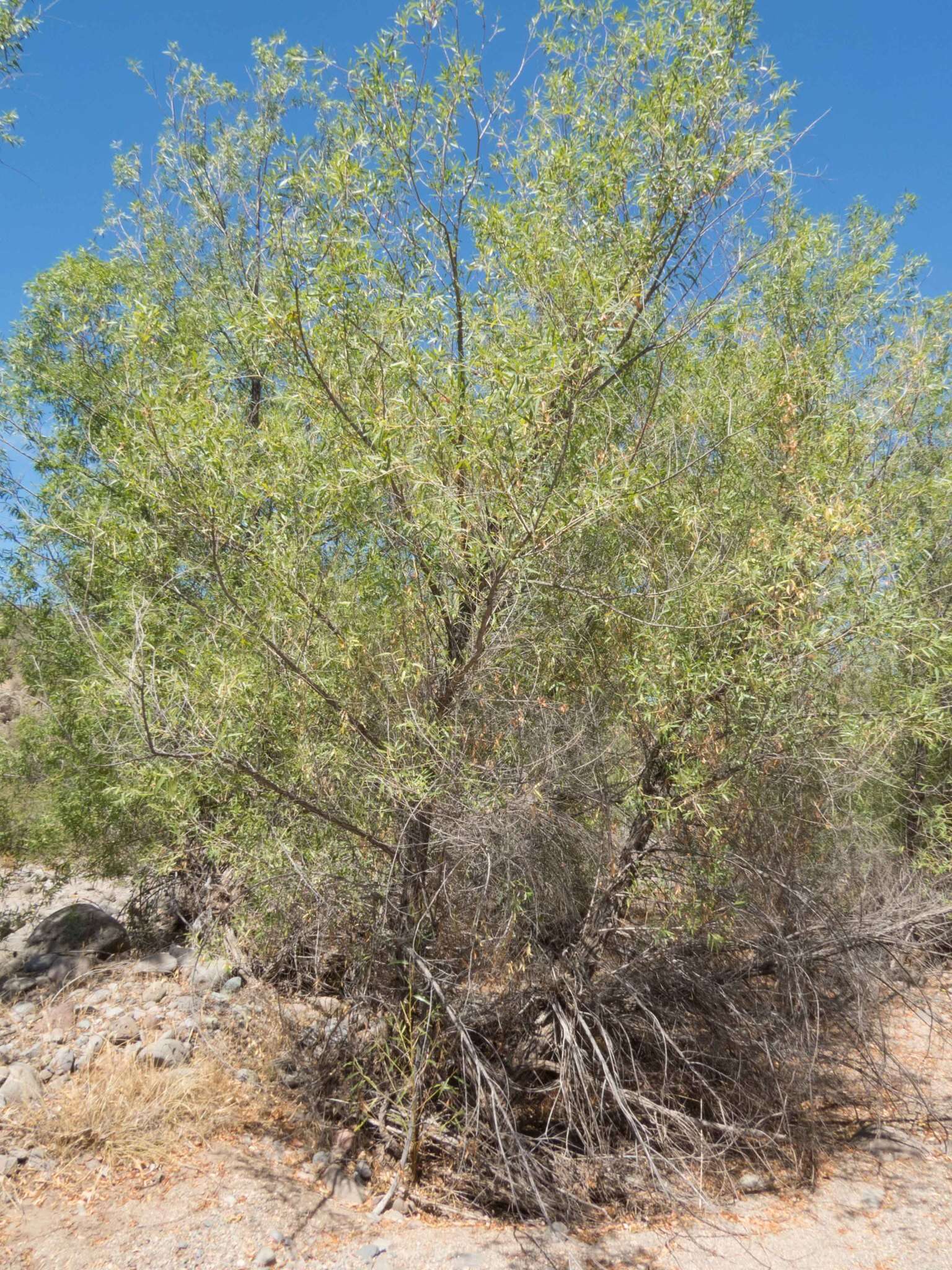 Image of Goodding's willow