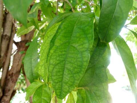 Image of Combretum kraussii Hochst.