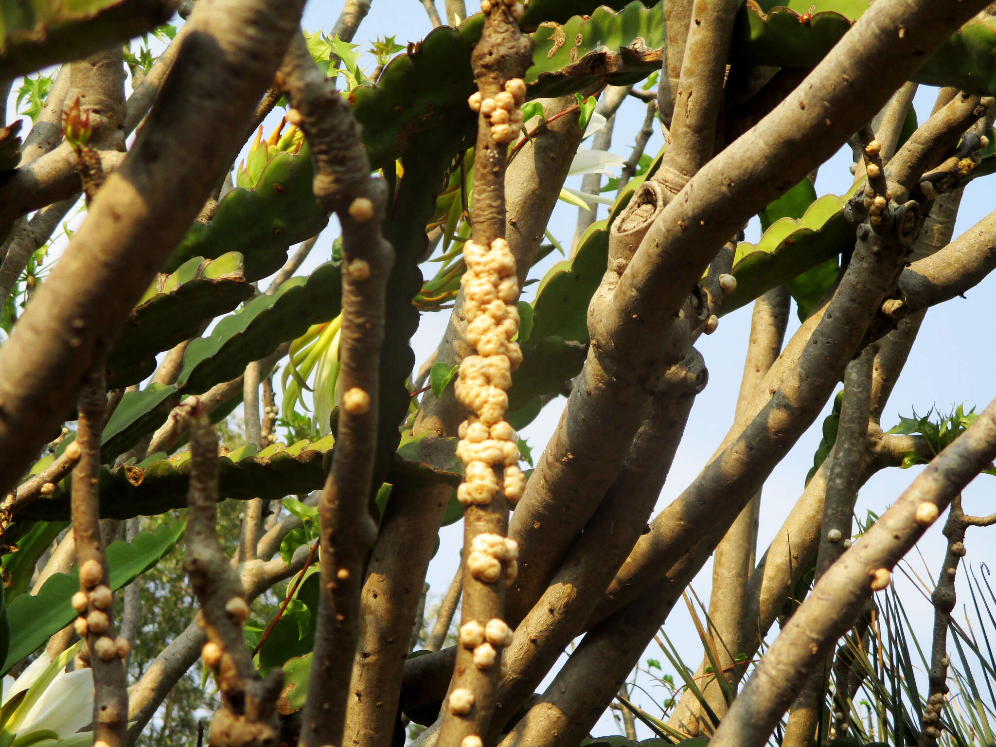 صورة Ceroplastes albolineatus