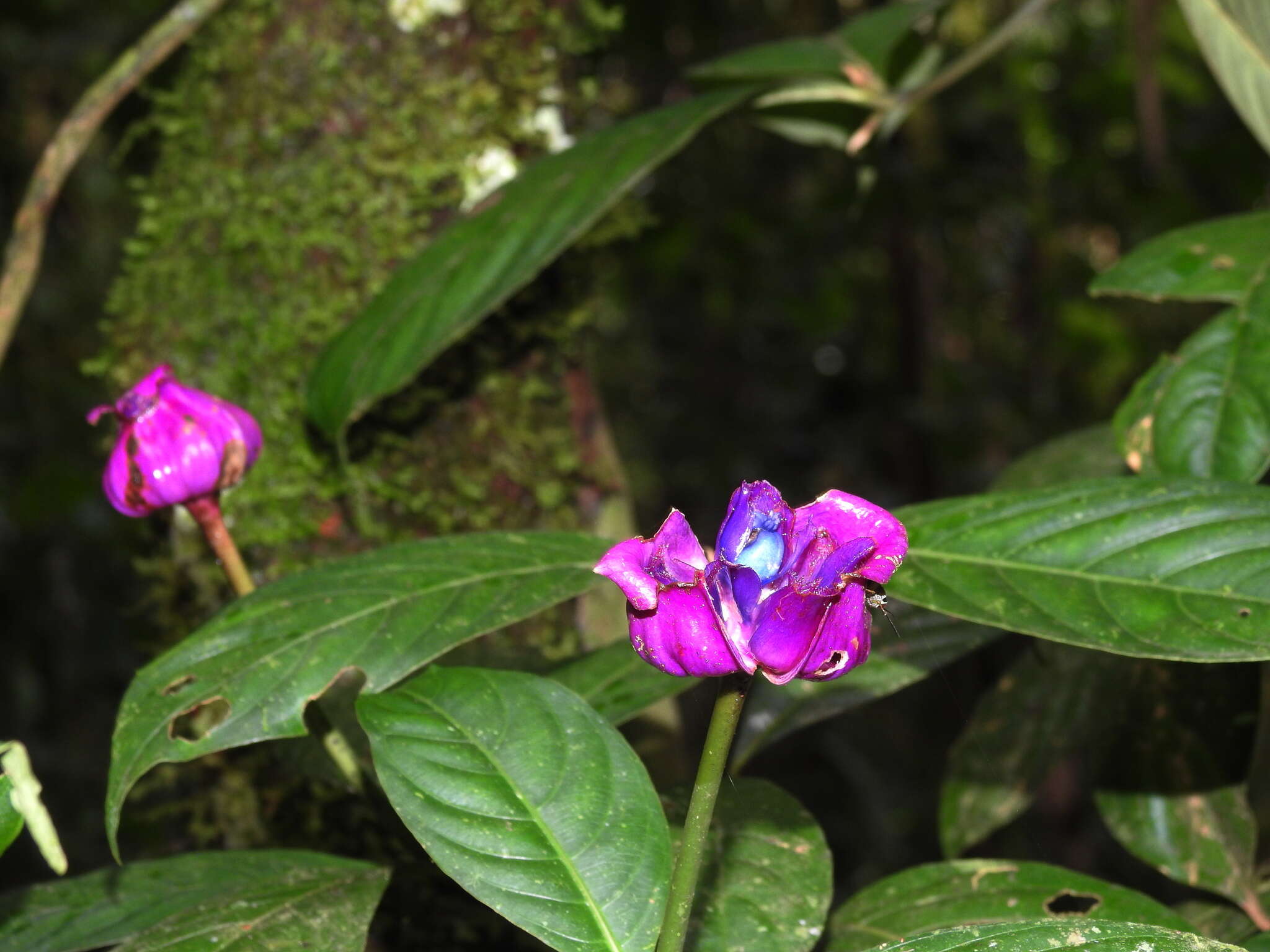 Plancia ëd Palicourea urceolata