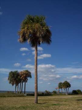 Image of Cabbage Palm