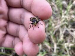 Image of Sericomyia tolli (Frey 1915)