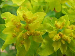 Image of cushion spurge