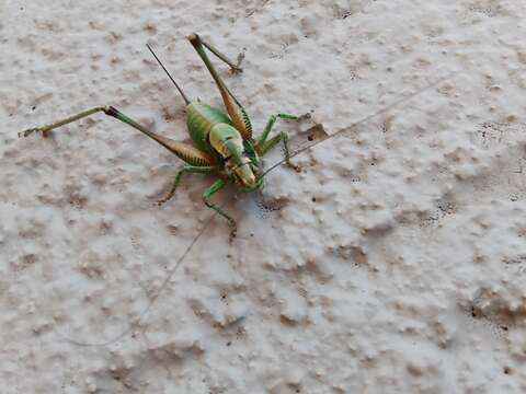 Image of Eupholidoptera cephalonica Willemse, F. M. H. & L. P. M. Willemse 2004