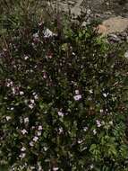 Image of Epilobium australe Poepp. & Hausskn.