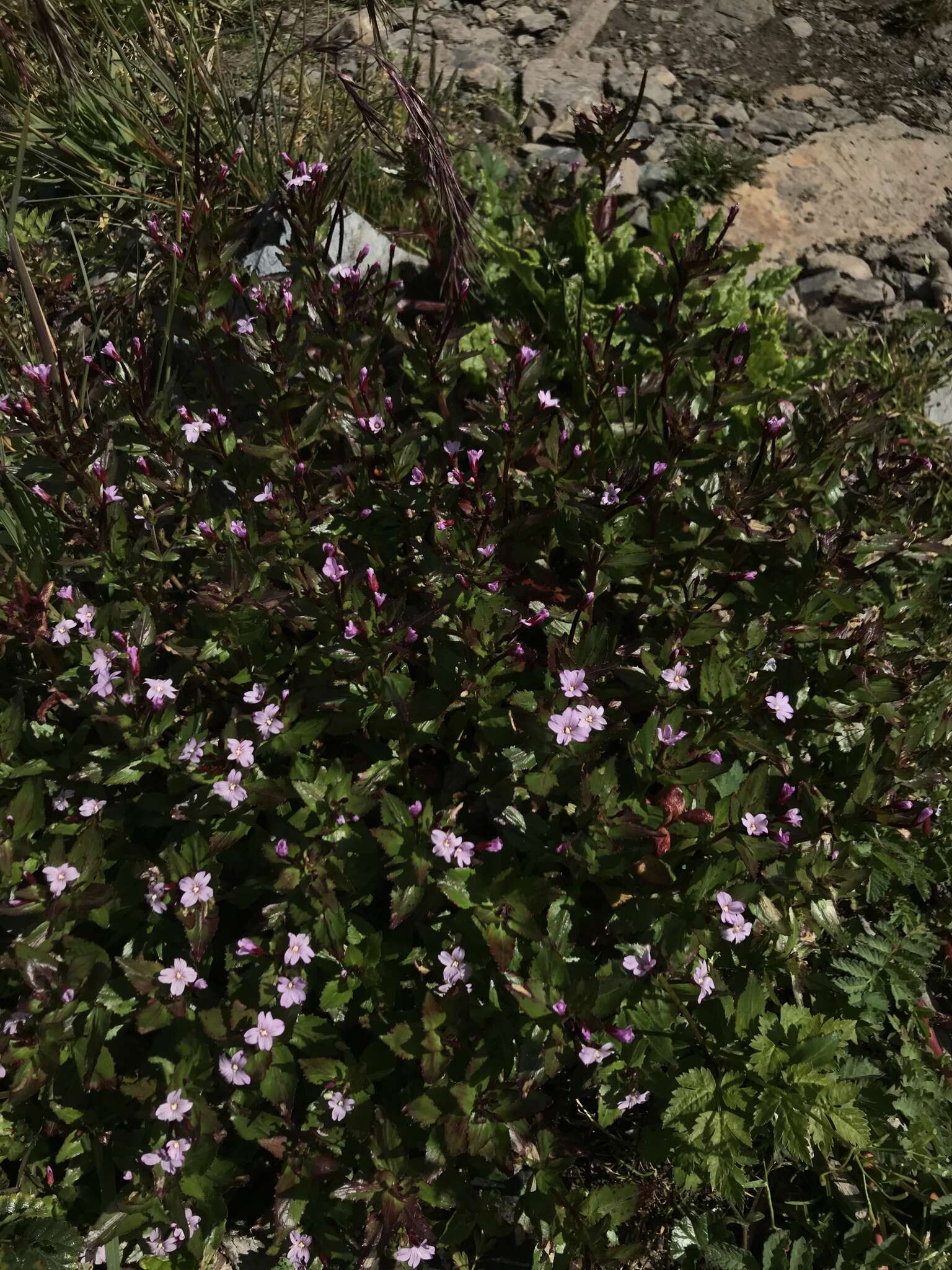 Image of Epilobium australe Poepp. & Hausskn.