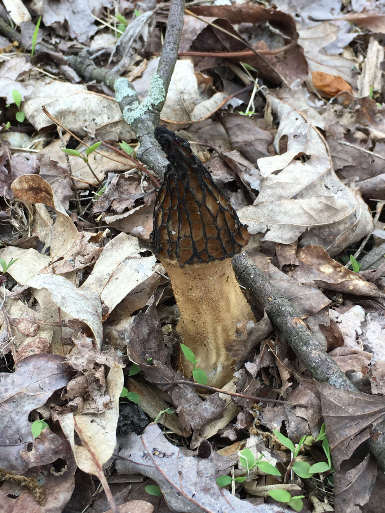 Imagem de Morchella angusticeps Peck 1887