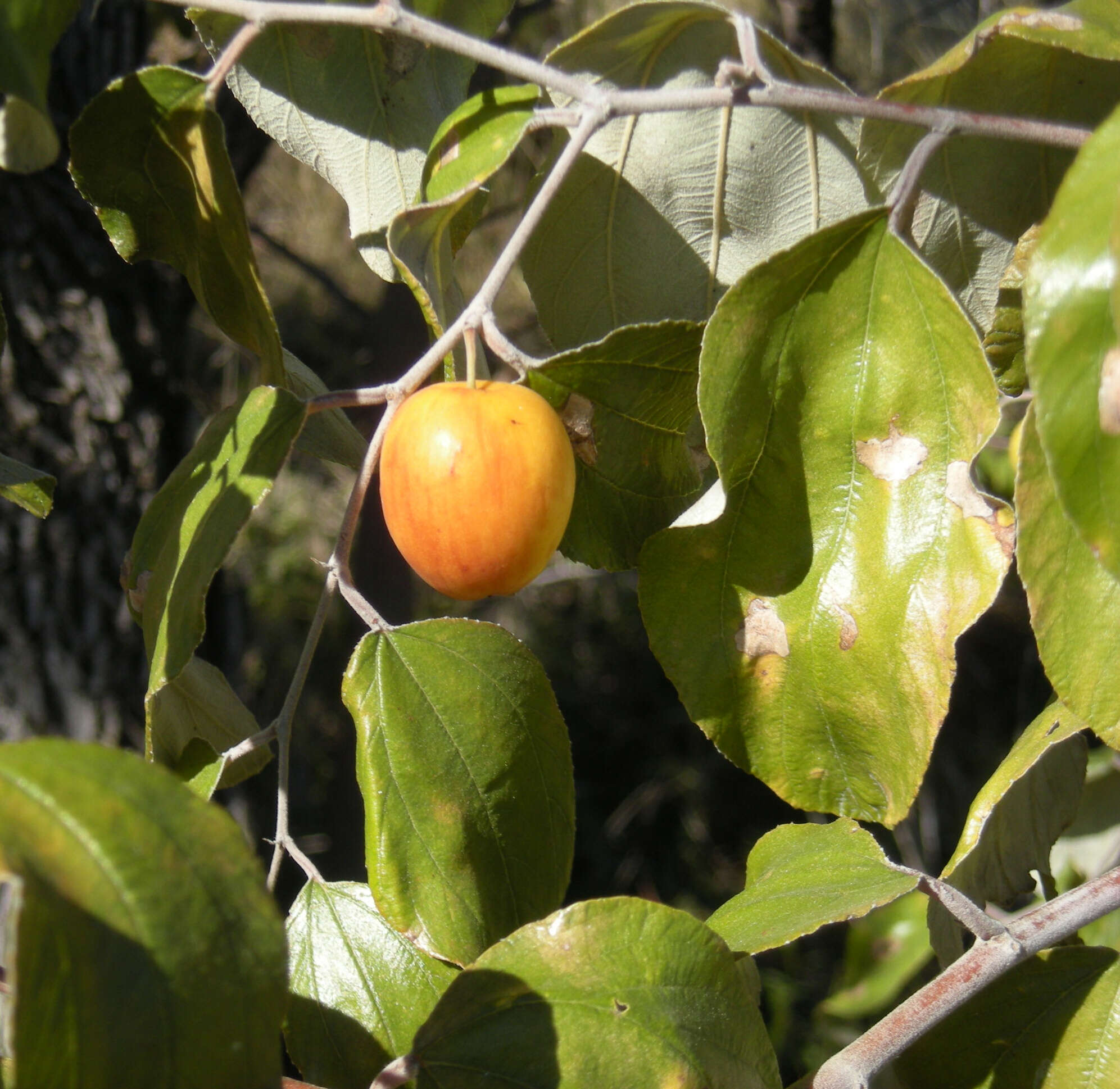 Image of Indian Jujube