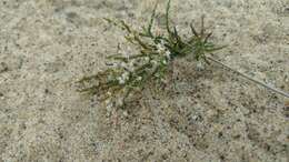 Image of coastal jointweed