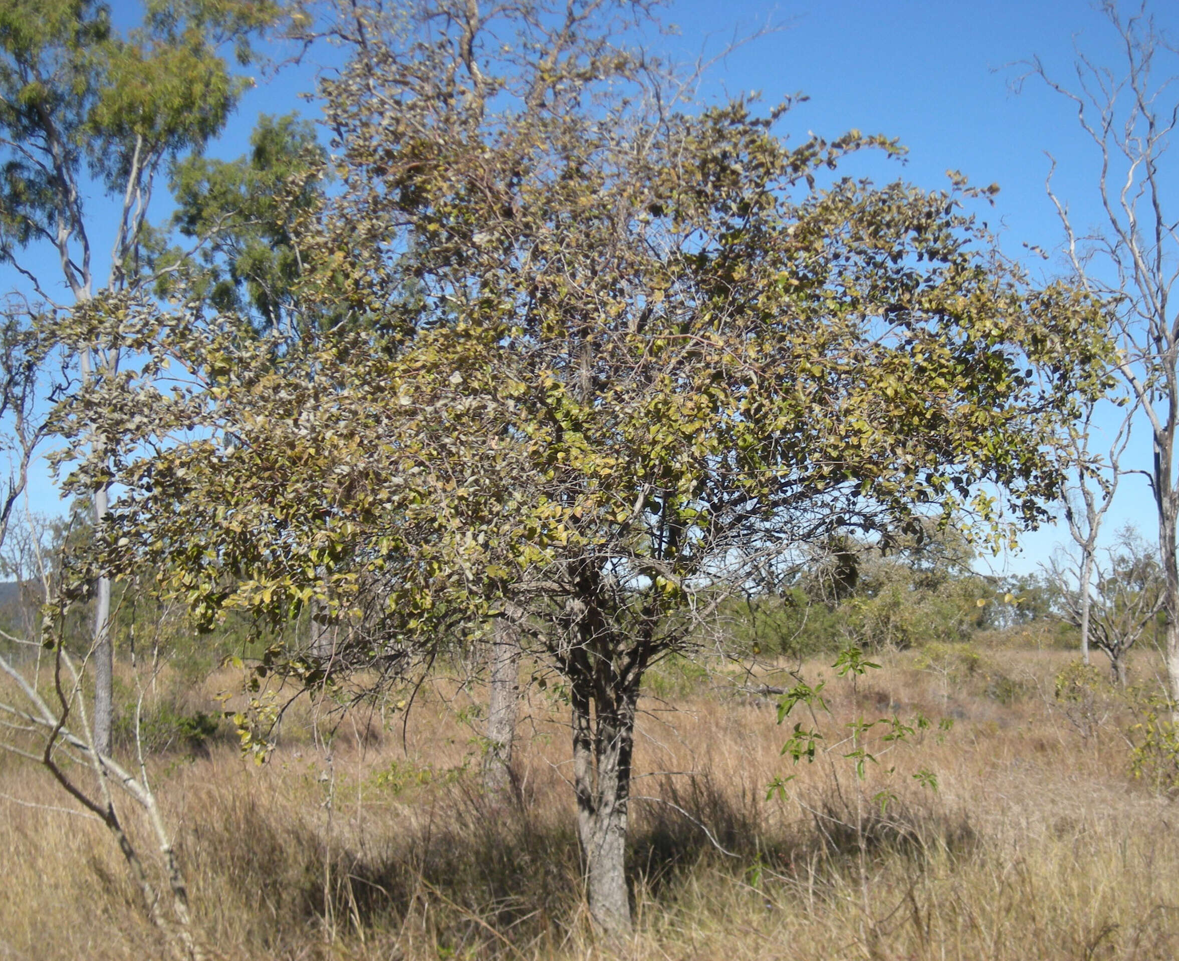 Image of Indian Jujube