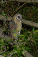 Image of Sulawesi Masked Owl