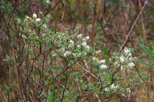 Image of creeping willow