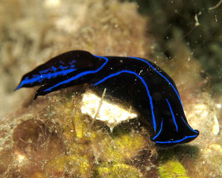 Image of Black and blue swallowtail slug