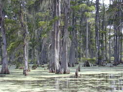 Image of Bald Cypress