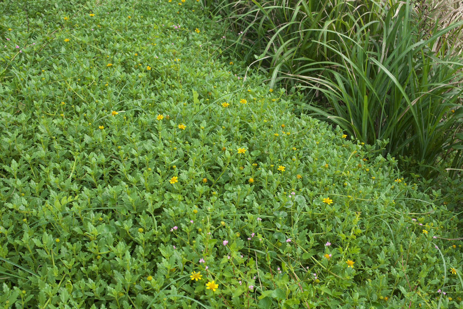 Image de Wollastonia dentata (H. Lév. & Vaniot) Orchard