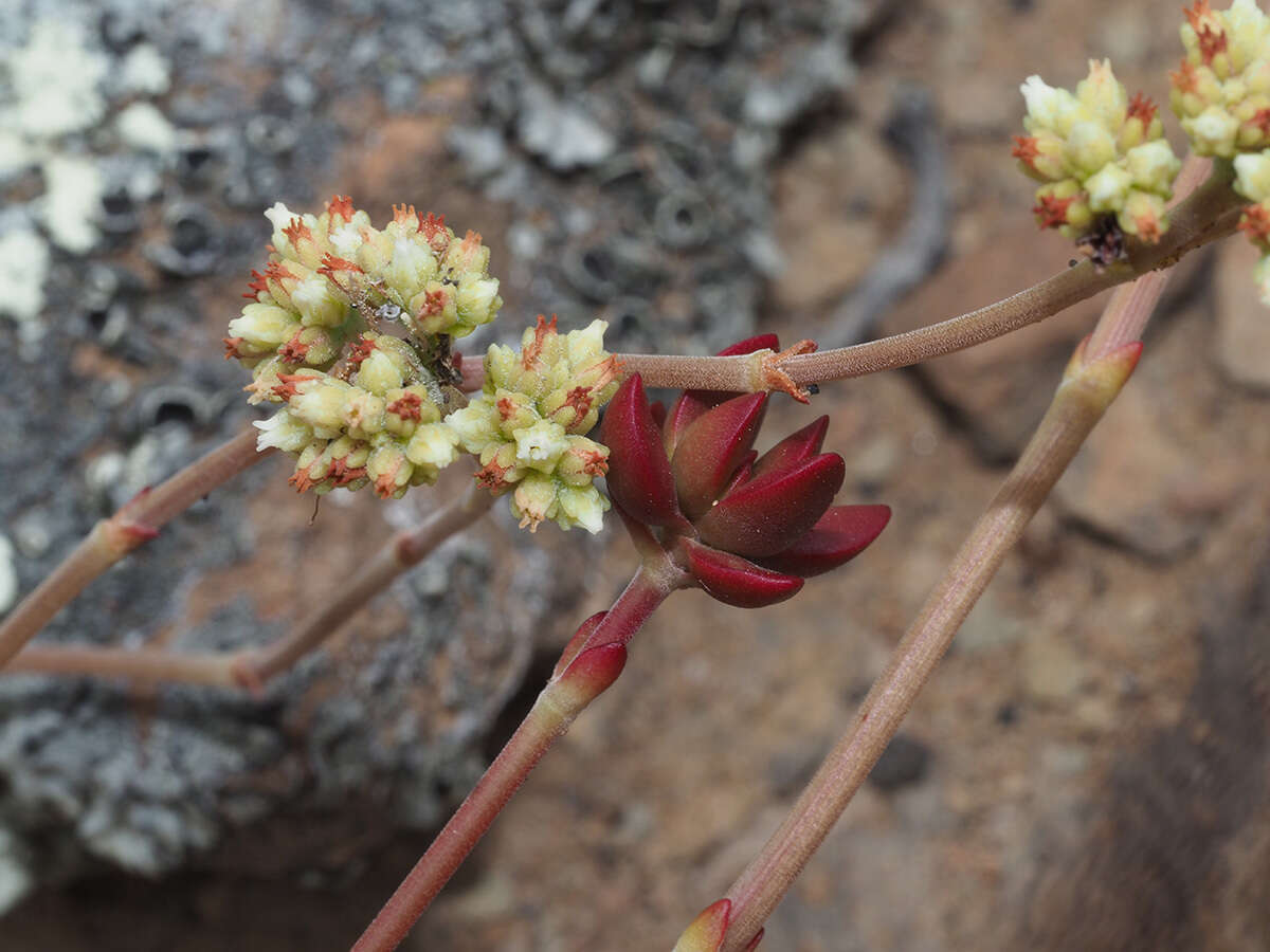 Image of <i>Crassula <i>atropurpurea</i></i> var. atropurpurea