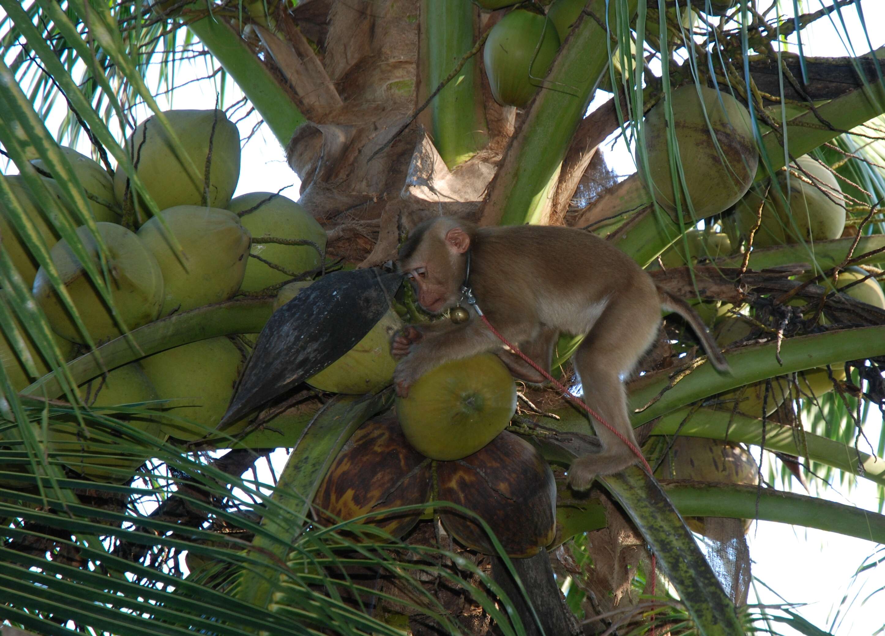 Imagem de Macaca leonina (Blyth 1863)