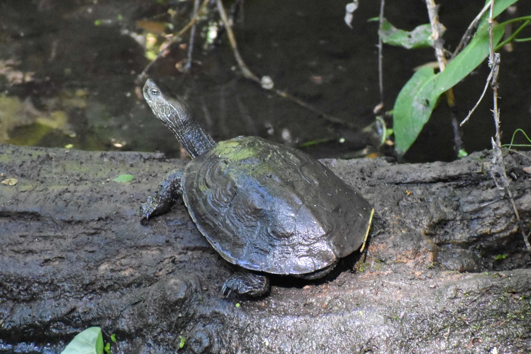 Image of Mauremys leprosa leprosa (Schweigger 1812)