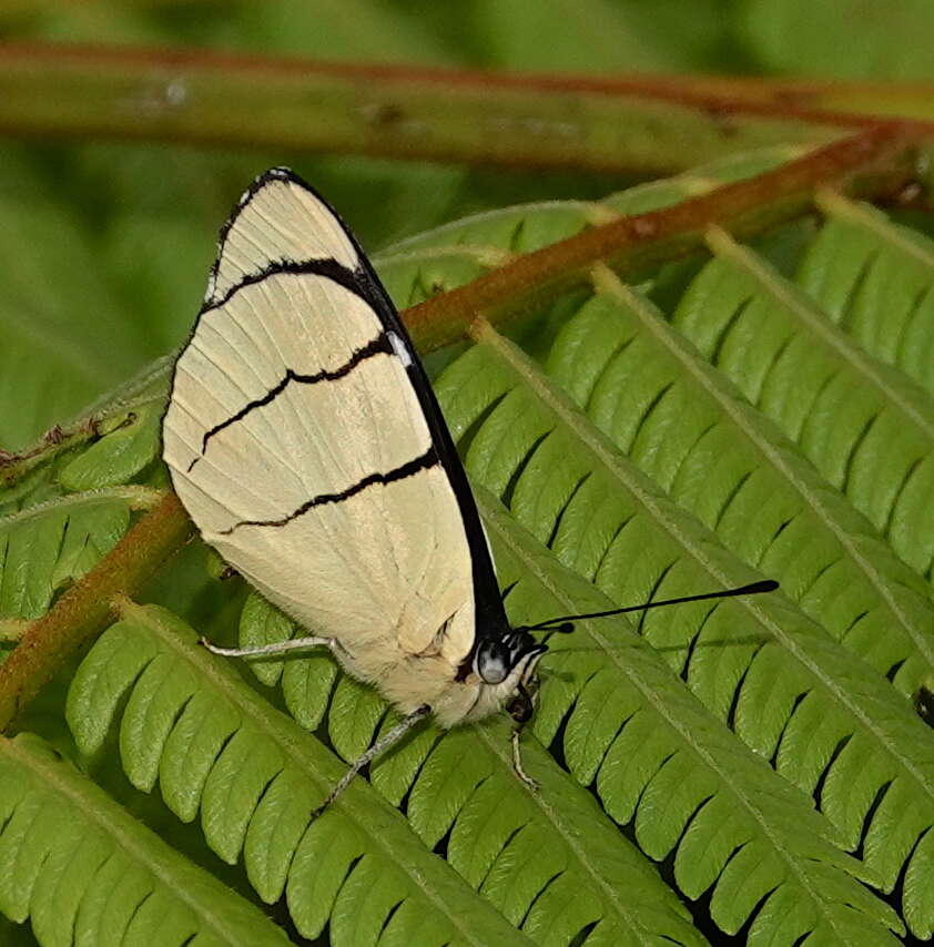 Perisama oppelii Latreille 1811的圖片