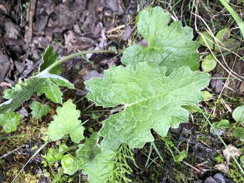 Petasites frigidus var. vitifolius (Greene) D. M. Cherniawsky的圖片