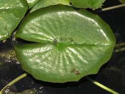 Image de Nénuphar bleu