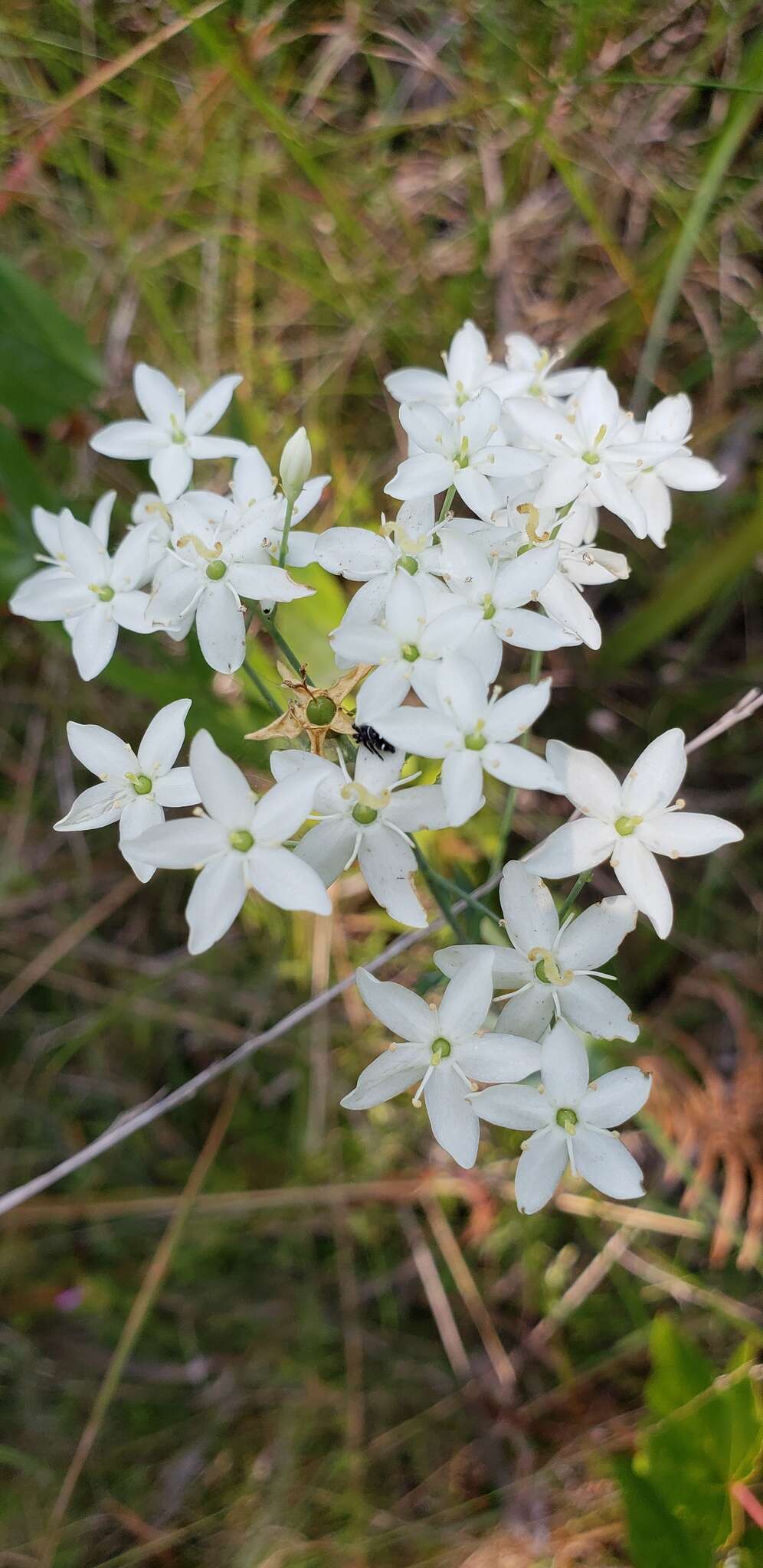 Sabatia macrophylla Hook. resmi