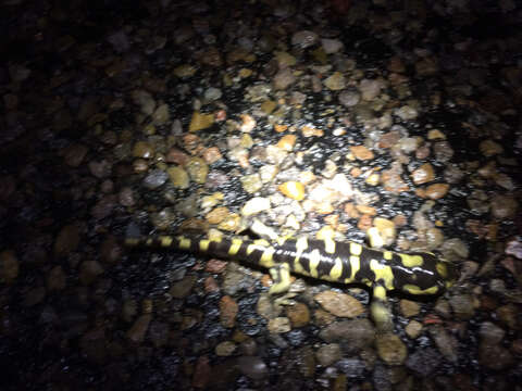 Image of Barred Tiger Salamander