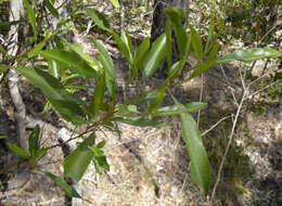 Слика од Dodonaea viscosa (L.) Jacq.