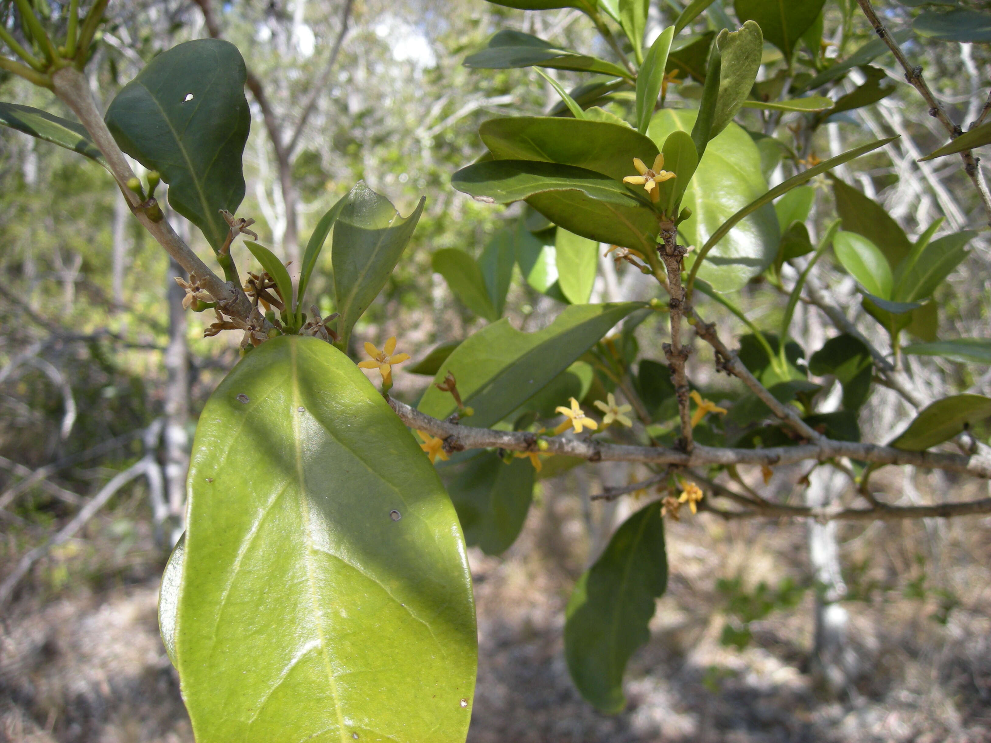 Image of Cyclophyllum coprosmoides (F. Muell.) S. T. Reynolds & R. J. F. Hend.