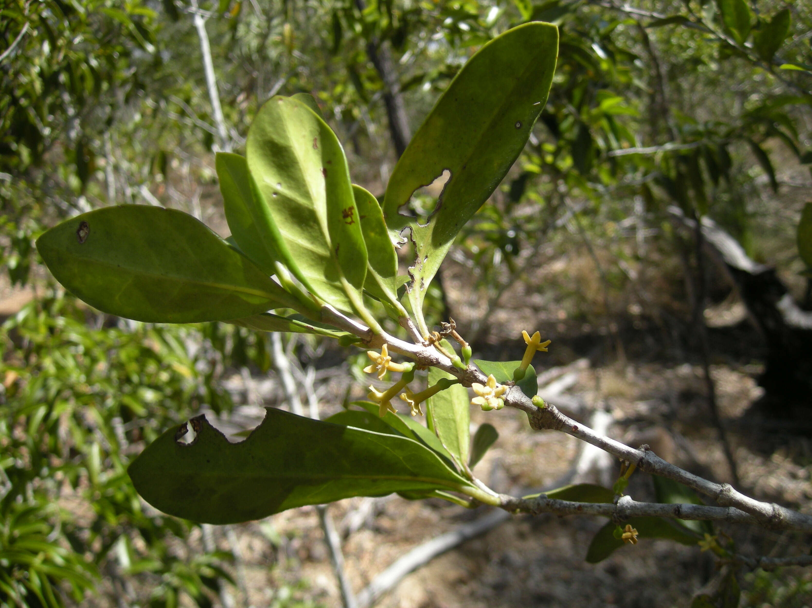 Image of Cyclophyllum coprosmoides (F. Muell.) S. T. Reynolds & R. J. F. Hend.