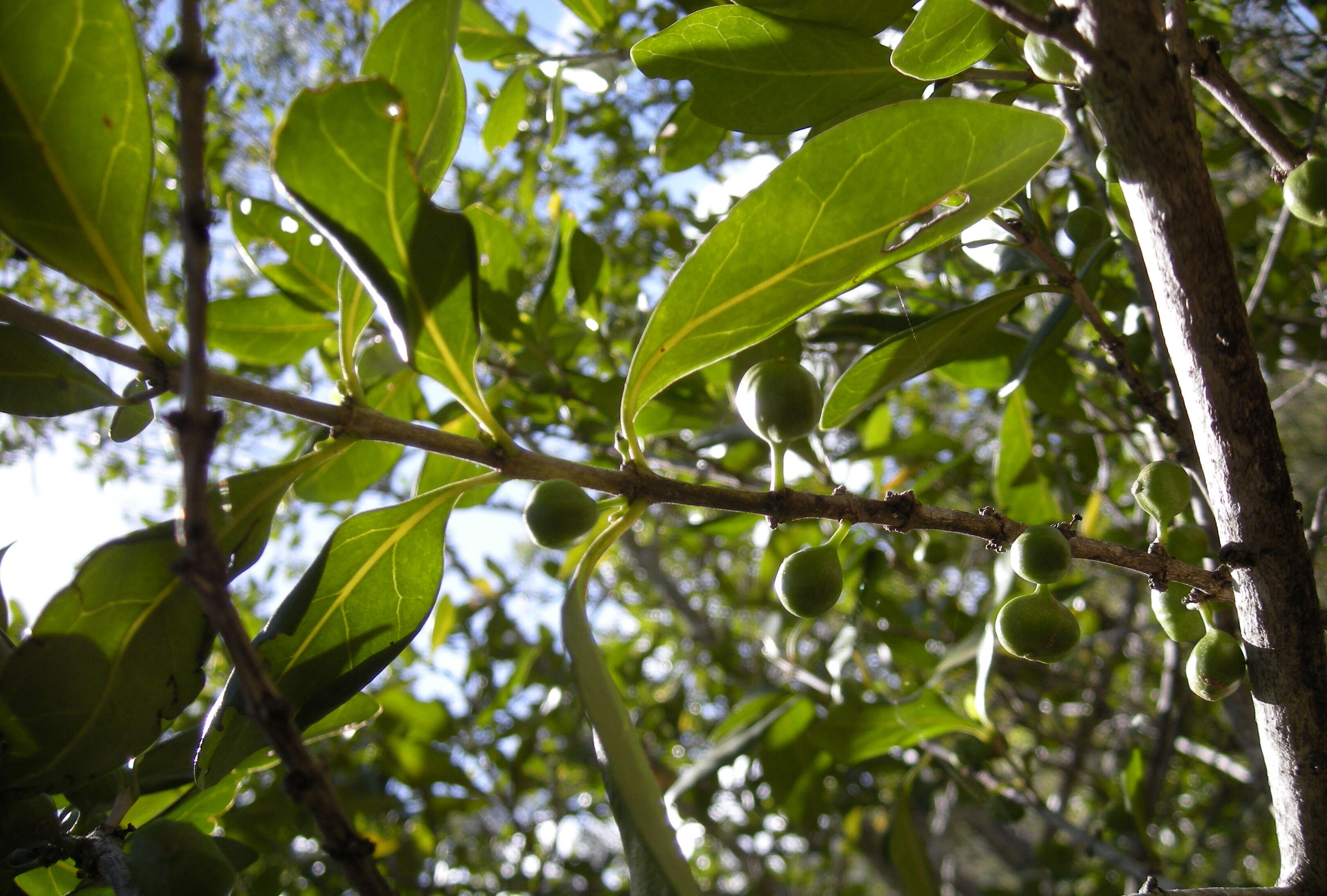 Image of Cyclophyllum coprosmoides (F. Muell.) S. T. Reynolds & R. J. F. Hend.