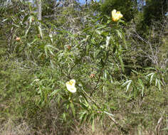 Image of Hibiscus heterophyllus Vent.