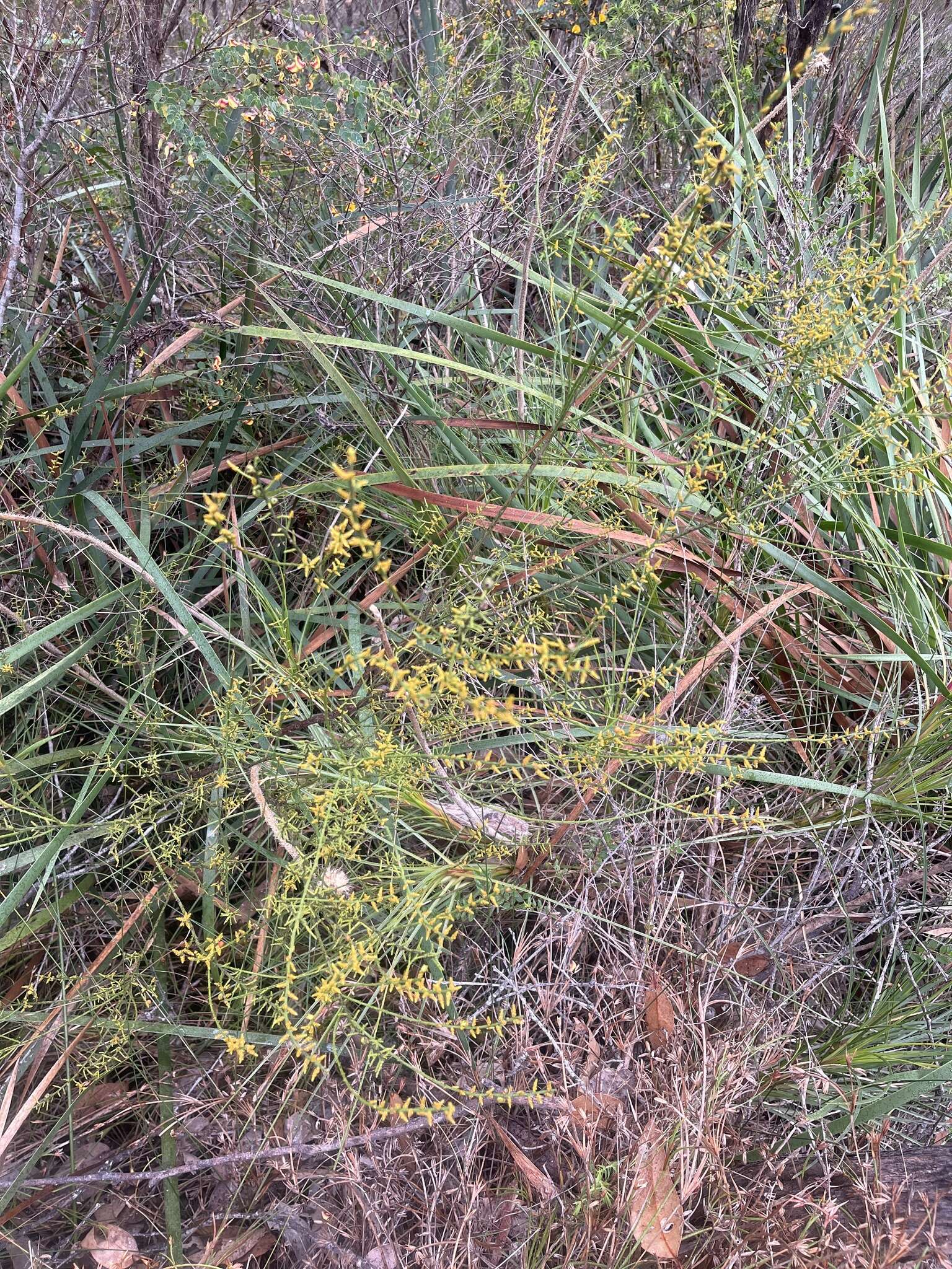 Image of Leptomeria scrobiculata R. Br.