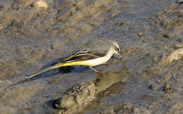 Image of Grey Wagtail