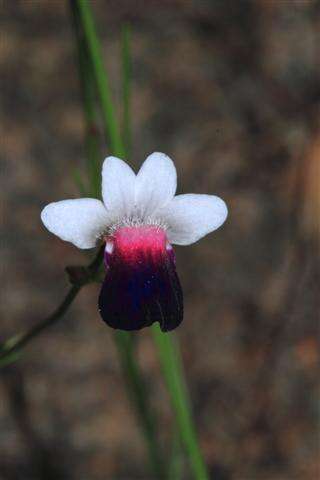 صورة Nemesia barbata (Thunb.) Benth.