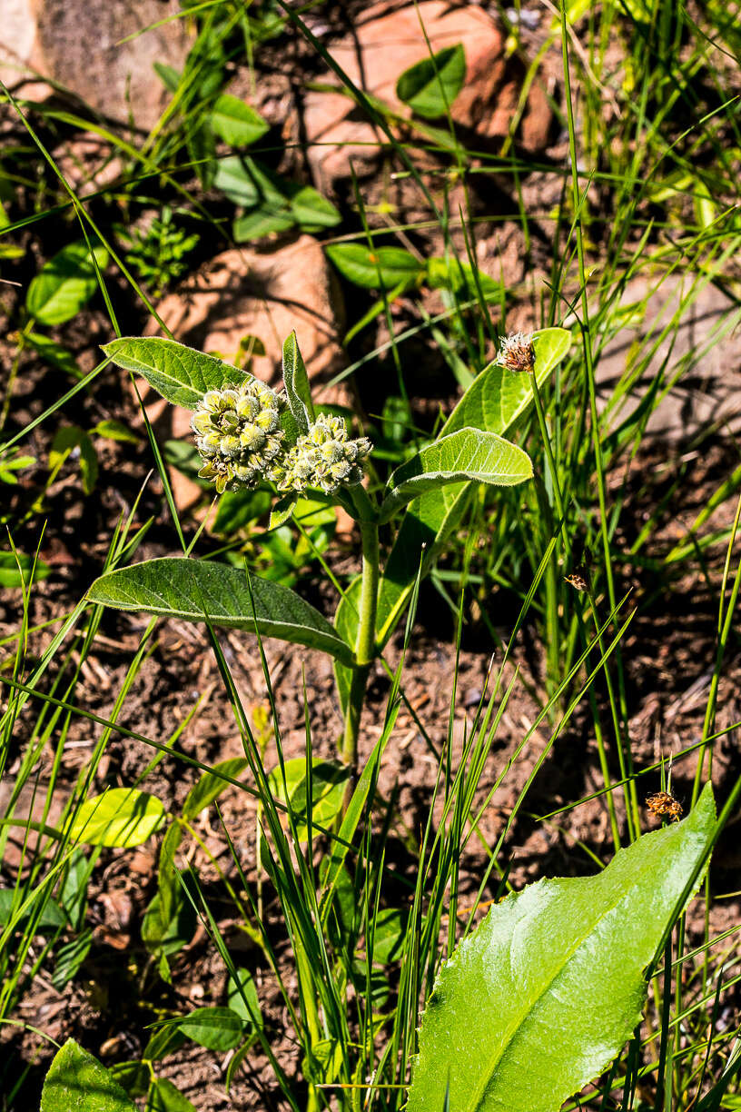 Image of Raphionacme galpinii Schltr.