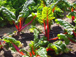 Image of Beta vulgaris subsp. vulgaris Cicla