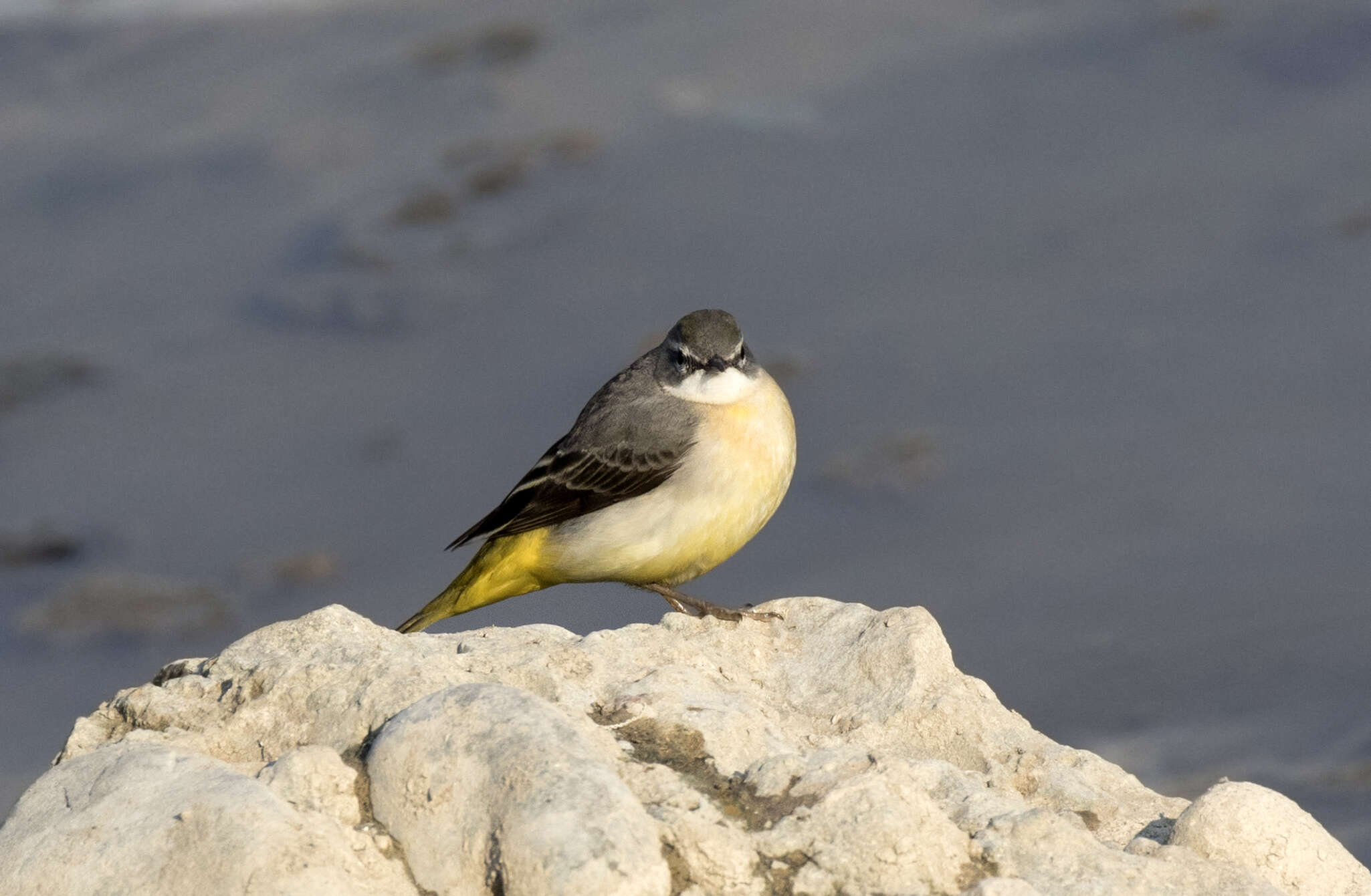 Image of Grey Wagtail