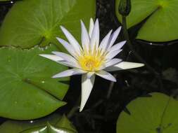 Image of Cape Blue Water-Lily