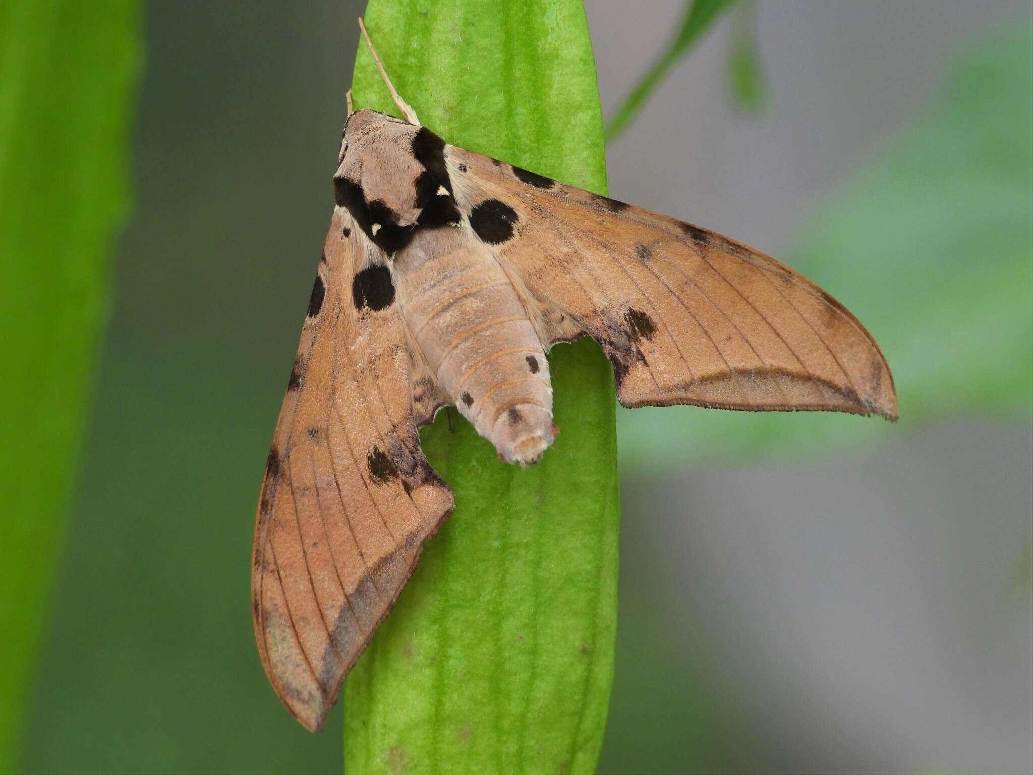 Image of Ambulyx ochracea Butler 1885