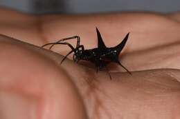 صورة Micrathena pilaton Levi 1985